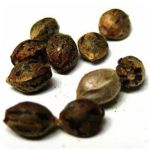 Семена марихуаны АК-47  (Seeds AK-47) в Асбесте